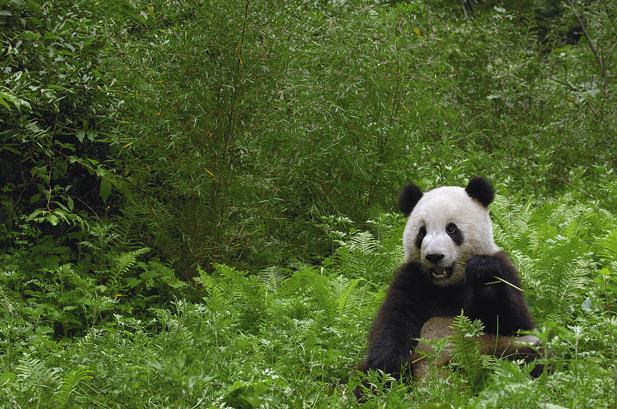 Giant Panda Near Bamboo Wolong China Photograph by Pete Oxford