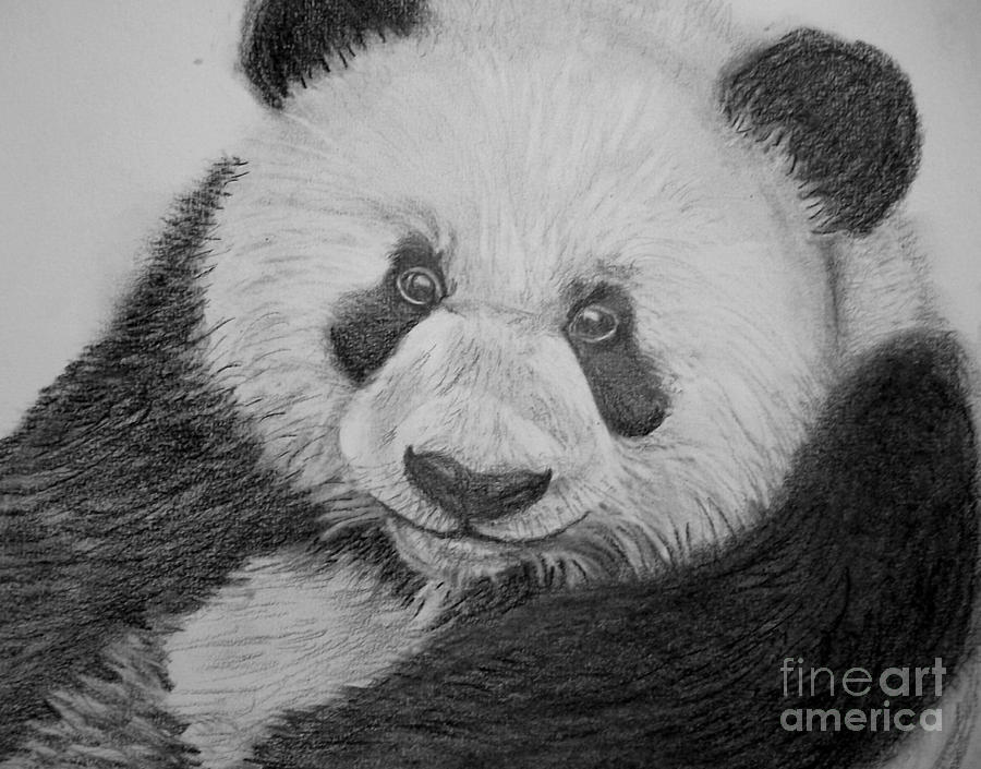 Giant Panda Drawing by Patricia Wilhelm Fine Art America