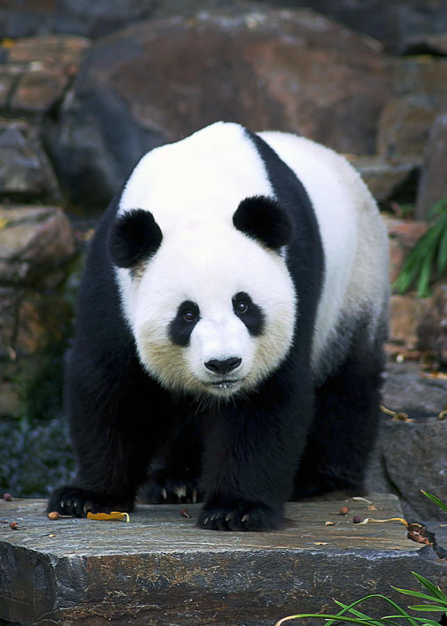 Giant Panda Photograph by Phillip Plumridge - Fine Art America