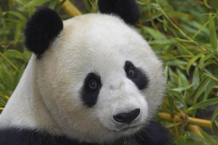 Giant Panda Portrait Photograph by San Diego Zoo