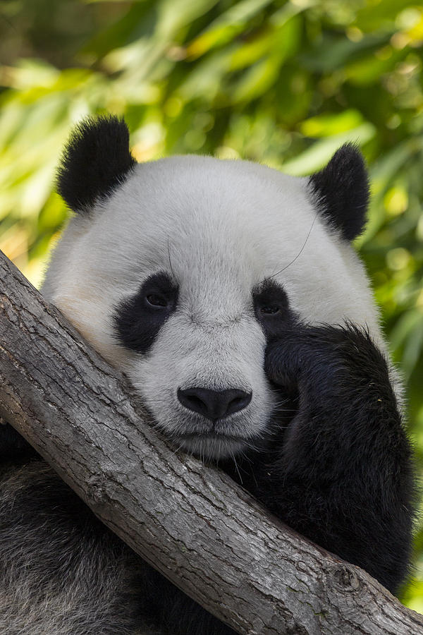 Giant Panda Photograph by San Diego Zoo