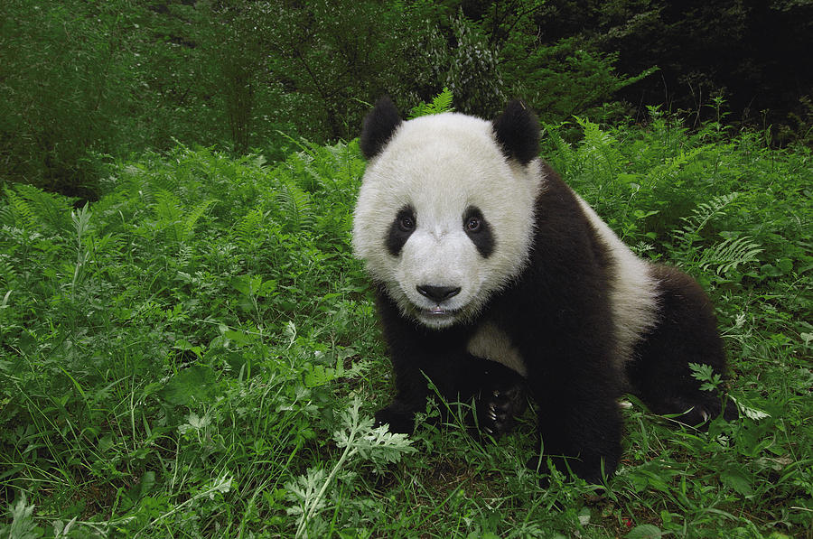 Giant Panda Wolong China Photograph by Pete Oxford