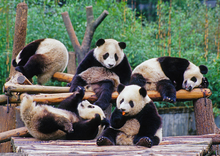 Giant pandas Photograph by Dennis Cox