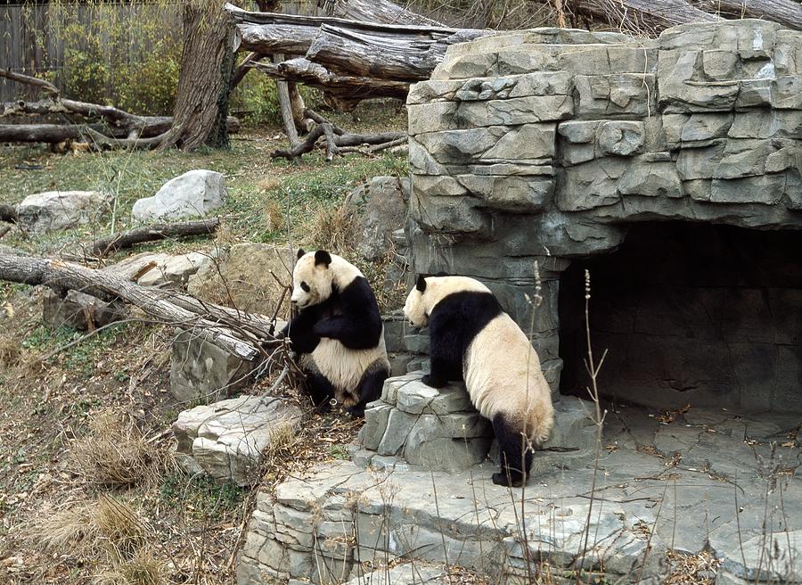 Giant Pandas In Captivity Photograph by Science Photo Library