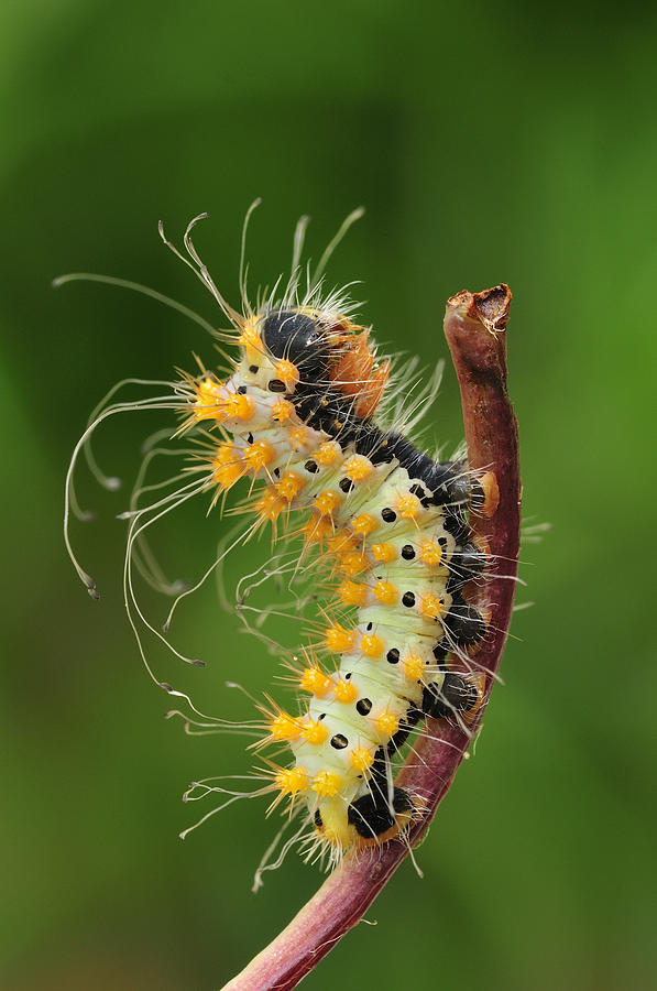 Giant Peacock Moth Caterpillar Photograph by Thomas Marent