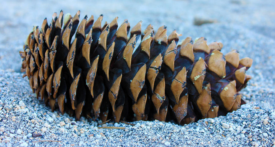 Giant Pinecone Photograph by Josh Bryant
