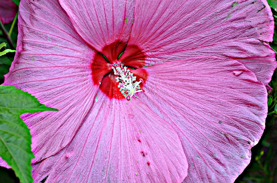 Giant Pink Hibiscus Photograph by Ally White | Fine Art America