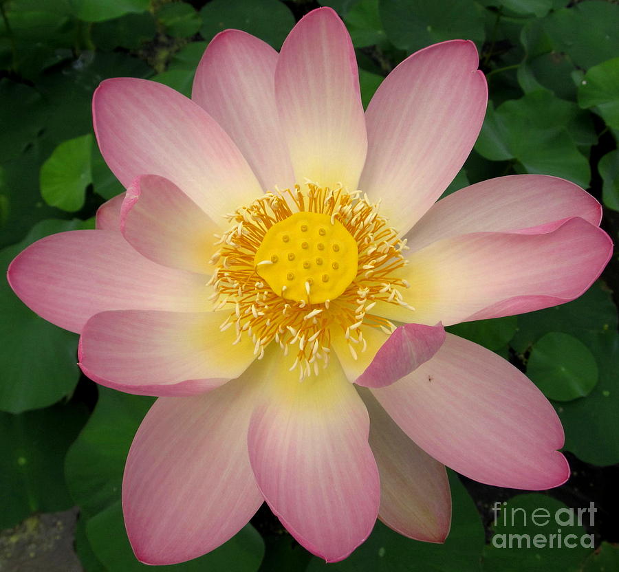 Giant Pink Lotus Photograph by Joshua Bales - Fine Art America