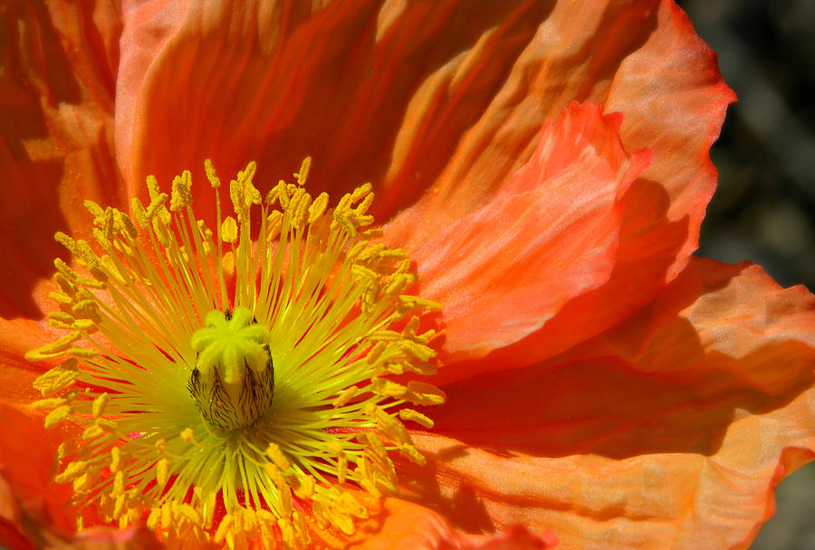 Giant Poppy Photograph by Susan Robertson