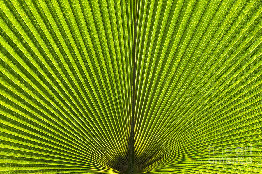 Pattern Photograph - Giant Pritchardia Leaf Pattern by Tim Gainey