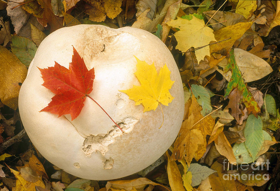 Fall Photograph - Giant Puffball, Calvatia Gigantea by Larry West