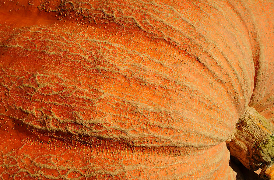 Giant Pumpkin Photograph by Luke Moore