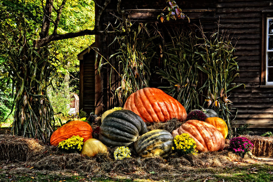 Giant Pumpkins Photograph by Mike Martin