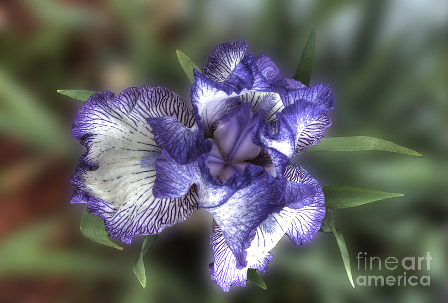 Giant Purple Iris 2 Photograph by Deborah Smolinske