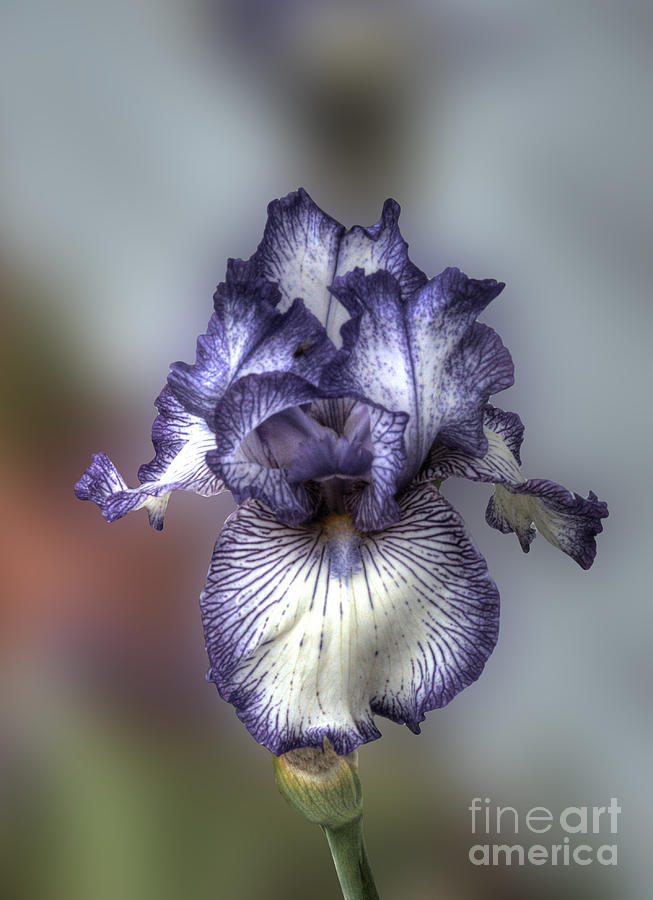 Giant Purple Iris Photograph by Deborah Smolinske