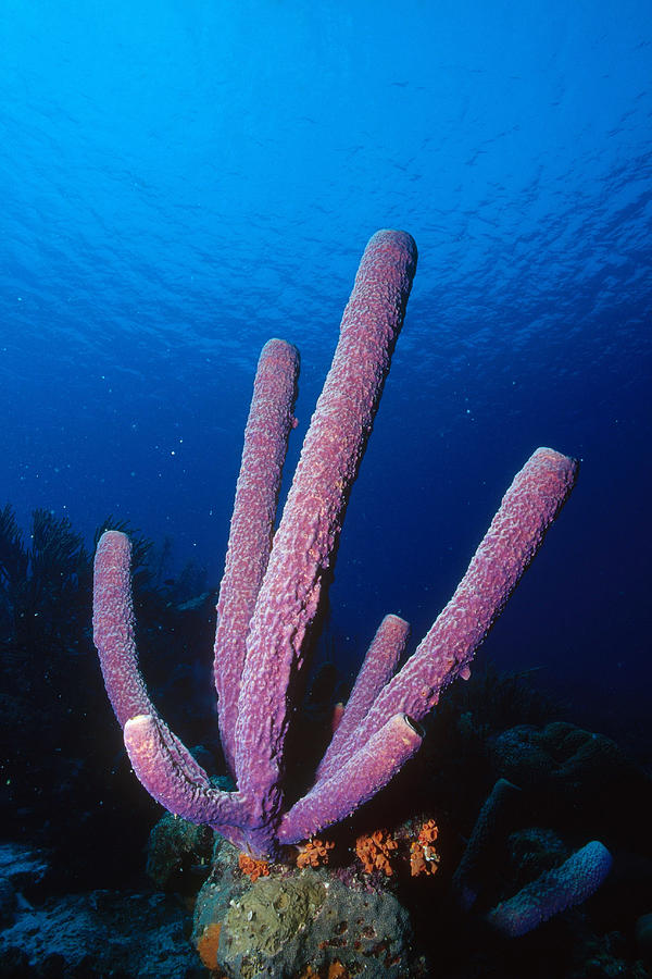 tube sponge