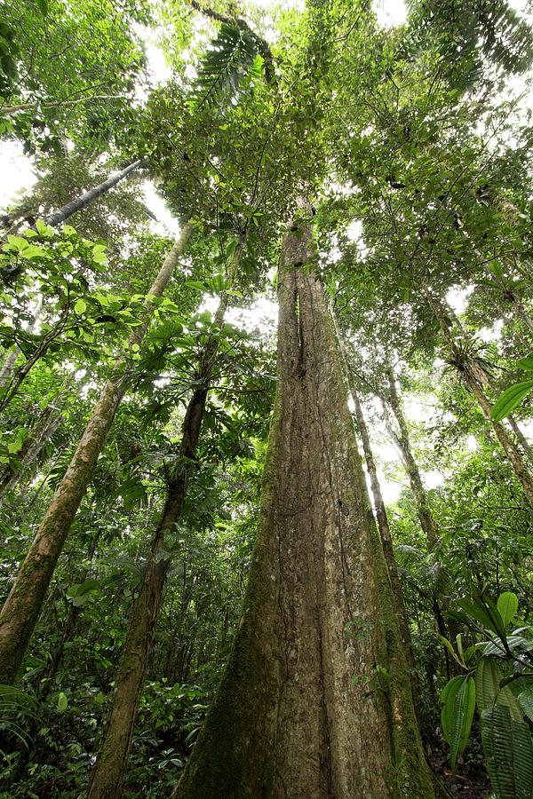 Giant Rainforest Tree Photograph by Dr Morley Read