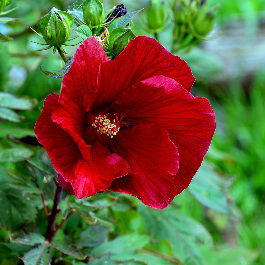 Giant Red Hibiscus Photograph by Kathleen Stephens