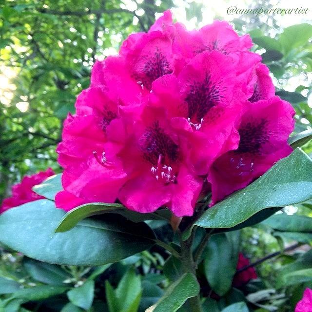 Portlandia Photograph - Giant Red Rhododendron From My Spring by Anna Porter