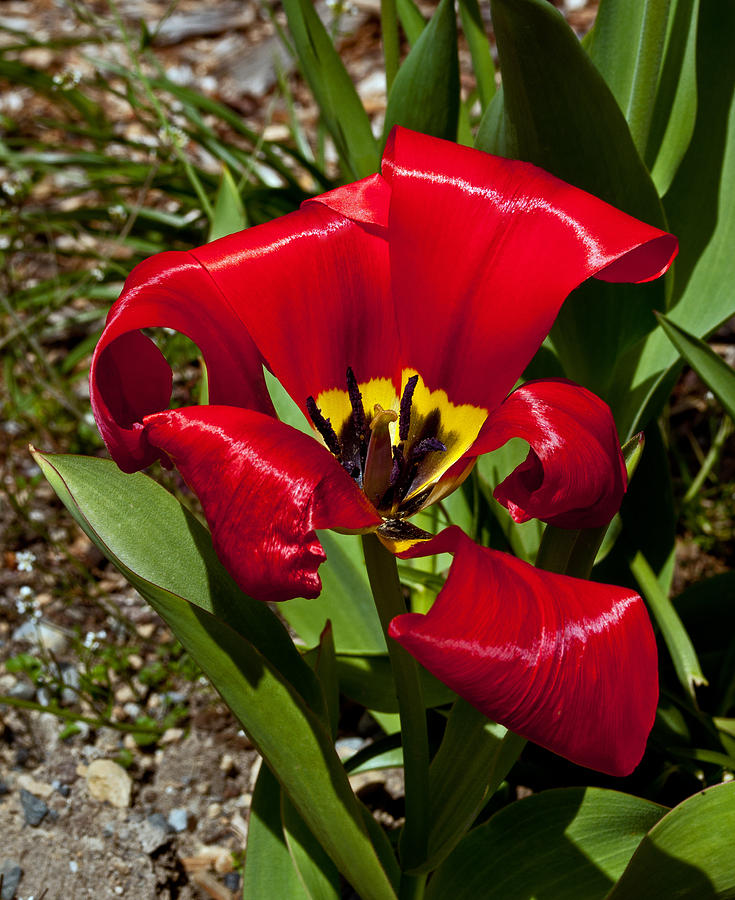 Giant Red Tulip Photograph by Tikvahs Hope