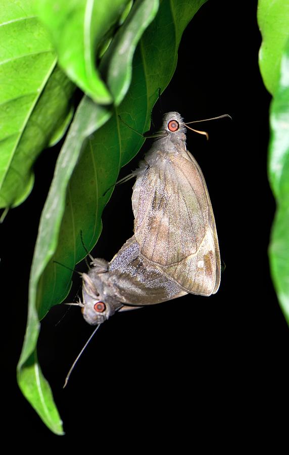 Nature Photograph - Giant Redeye Butterflies Mating by K Jayaram