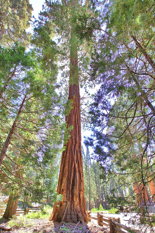 Giant Redwood Photograph by Gordon Elwell