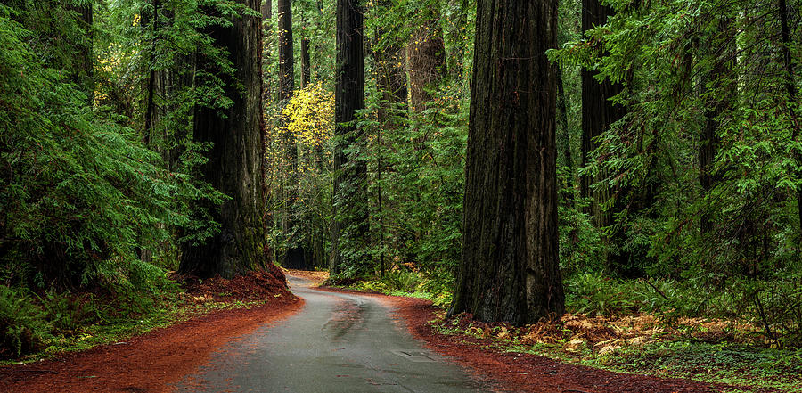 Giant Redwood Trees Along A Forest Photograph by Panoramic Images