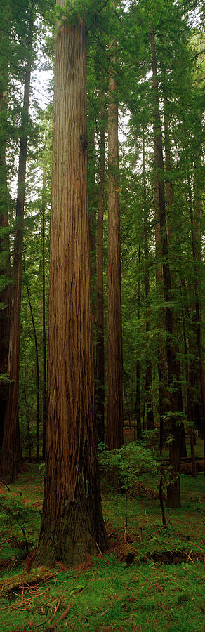 Redwood National Park Photograph - Giant Redwood Trees Ave Of The Giants by Panoramic Images