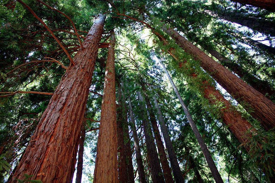 Giant Redwood Trees Photograph by Tony Craddock/science Photo Library