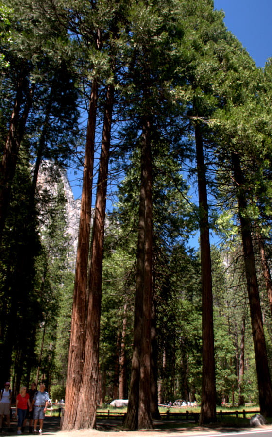Yosemite National Park Photograph - Giant Redwoods by Caroline Stella