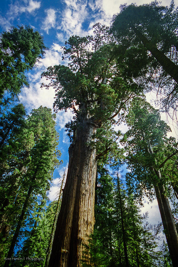 Giant Redwoods Photograph by Ross Henton