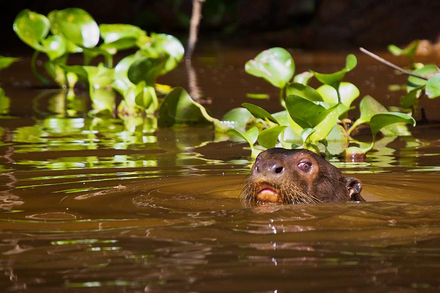 Giant River Otter 1 Photograph by David Beebe