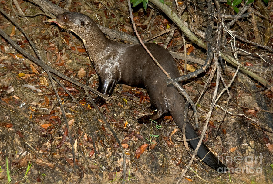 Giant River Otter Photograph by Gregory G. Dimijian, M.D.