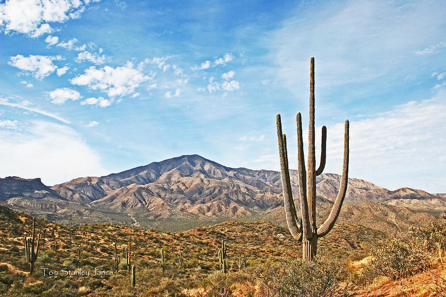 Giant Saguaro And Mountain Photograph by Tom Janca