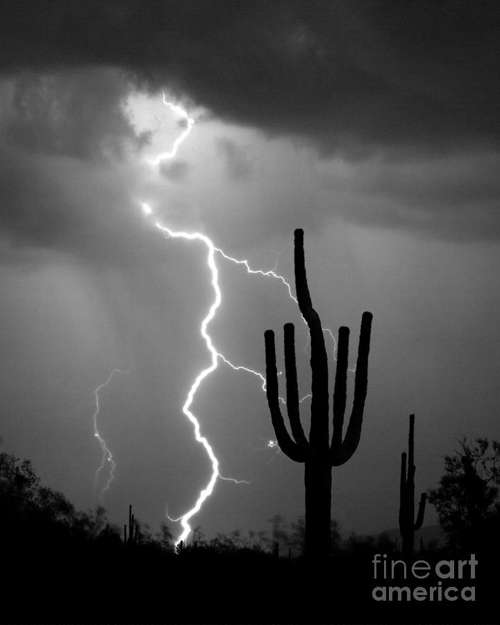 Giant Saguaro Cactus Lightning Strike BW Photograph by James BO Insogna