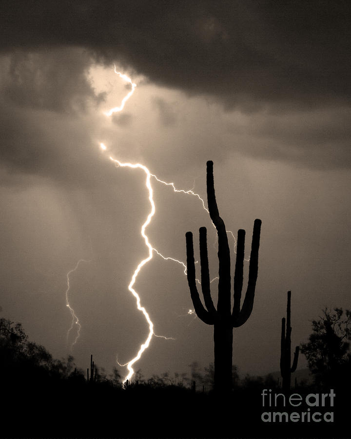Giant Saguaro Cactus Lightning Strike Sepia Photograph