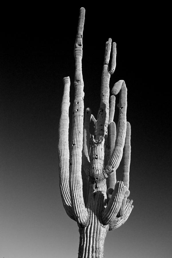 Giant Saguaro Cactus Portrait in Black and White Photograph by James BO Insogna