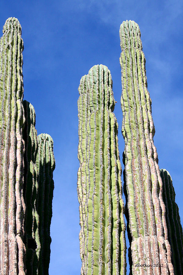 Giant Saguaro Photograph by Dick Botkin