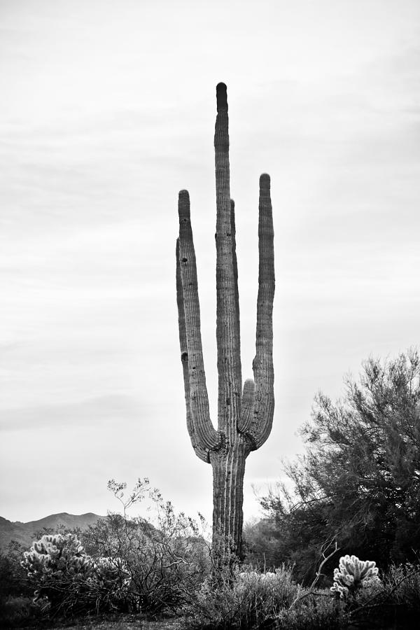Giant Saguaro Sonoran Desert Portrait BW Photograph by James BO Insogna