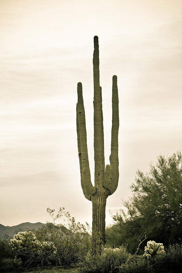 Giant Saguaro Sonoran Desert Portrait Photograph by James BO Insogna