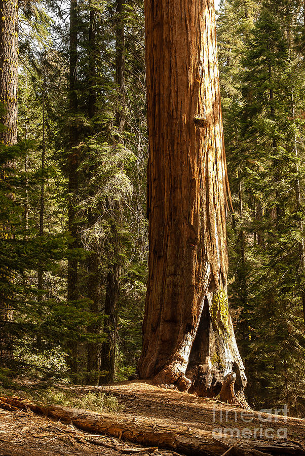 Sequoia National Park Photograph - Giant Sequoia  1-7834 by Stephen Parker