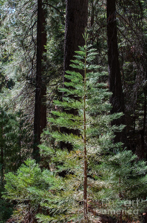Sequoia National Park Photograph - Giant Sequoia 2-8007 by Stephen Parker