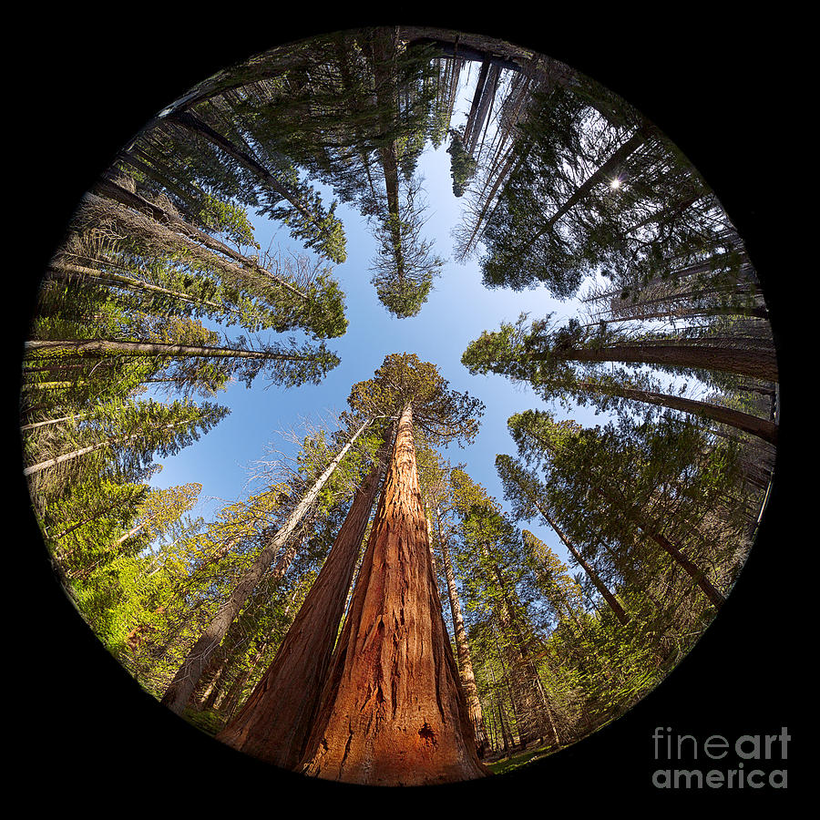 Giant Sequoia Fisheye Photograph by Jane Rix