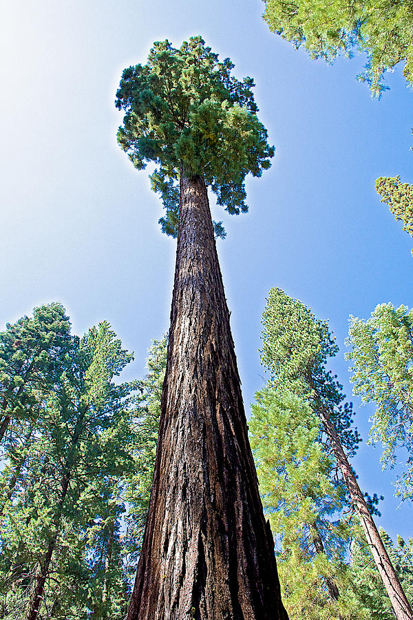 Giant Sequoia in Mariposa Grove in Yosemite National Park-California  Photograph by Ruth Hager