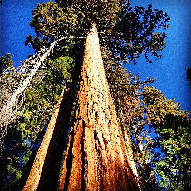Yosemite National Park Photograph - Giant Sequoia In Mariposa Grove by Stacy C