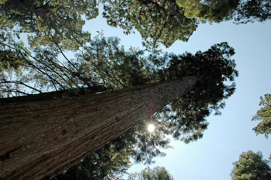 Yosemite National Park Photograph - Giant sequoia by LeeAnn McLaneGoetz McLaneGoetzStudioLLCcom
