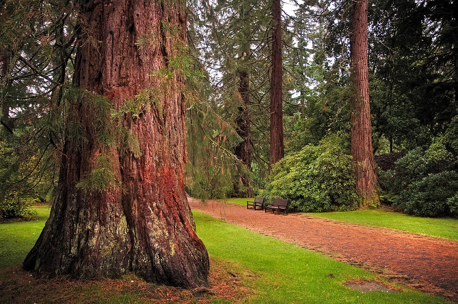 Nature Photograph - Giant Sequoia or Redwood. Benmore Botanical Garden. Scotland by Jenny Rainbow