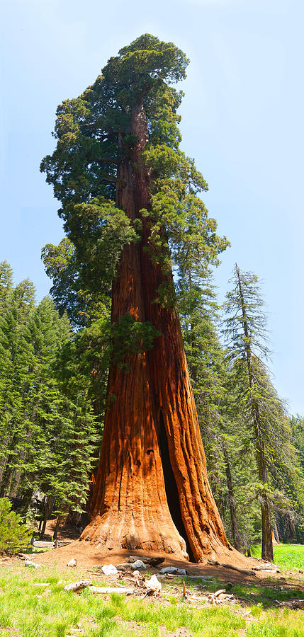 Standing Tall - Giant Sequoia Redwood Tree Sequoia National Park California Photograph by Ram Vasudev