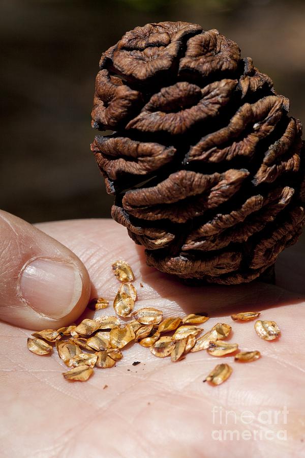 Giant Sequoia Seeds Photograph by Quincy Russell, Mona Lisa Production ...