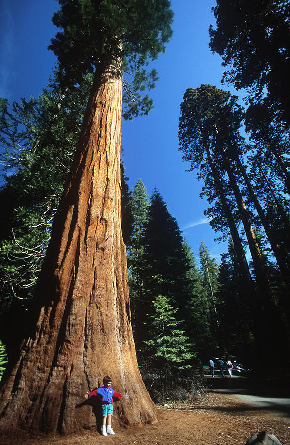 Giant Sequoia Sequoiadendron Giganteum Photograph by Louisa Preston